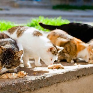 Conoscere i gatti per diventare tutor di colonie feline: corso gratuito a Pinerolo
