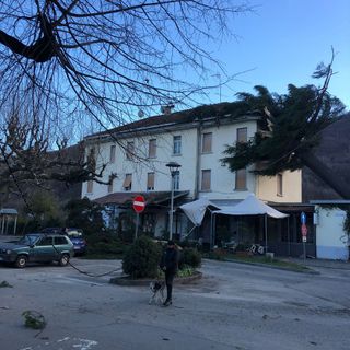 Torre Pellice: il forte vento abbatte il pino storico della stazione Torre Pellice: il forte vento abbatte il pino storico della stazione