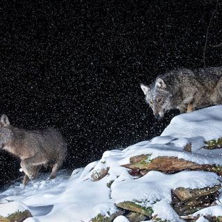 (Foto di Fabrizio Moglia)