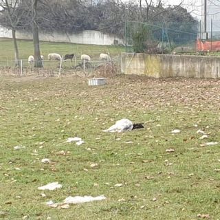 Una predazione a Luserna San Giovanni