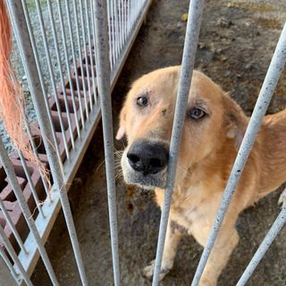 None: il cane dormiva tra gli escrementi, denunciato per maltrattamenti animali (FOTO)