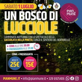 Pian Munè di Paesana: le lucciole nel bosco
