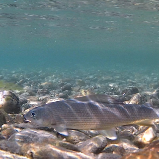 Il Temolo adriatico che vive tra Po e Pellice