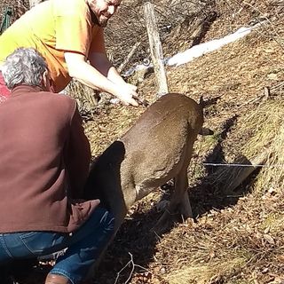 Liberazione capriolo a Perrero