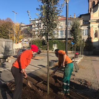 Piazza Santa Croce a Pinerolo ha 9 nuovi alberi da martedì