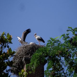 Le cicogne sulla ciminiera dell’ex setificio Vagnone