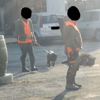Cinghiale investito Roletto 16 gennaio 2021