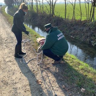 Scalenghe: ritrovata una carcassa di vitello in un fosso