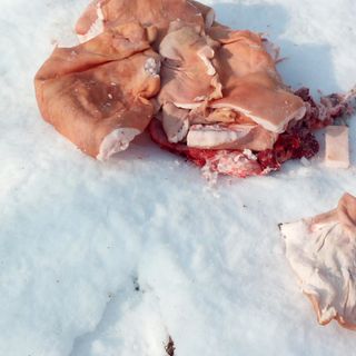 Scarti macellazione maiali zona Bertenga Torre Pellice