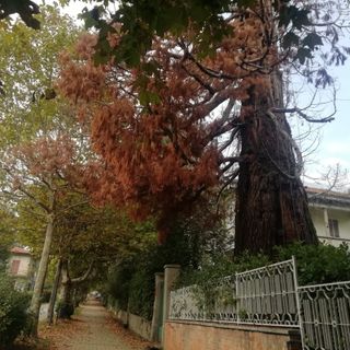 La sequoia gigante di viale Dante