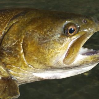 La trota marmorata