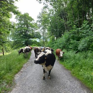I bovini dell’azienda Melli-Gonnet sulla via dei pastori