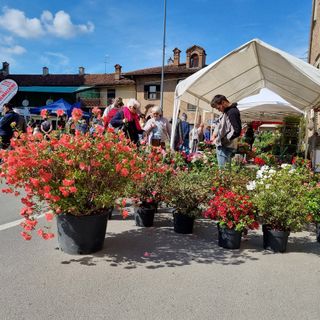 Un momento di Vigoflor