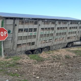 Camion maiali incidente a Vigone 10 gennaio 2021