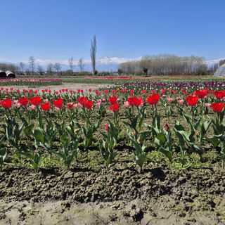 I tulipani di Tuliprensia