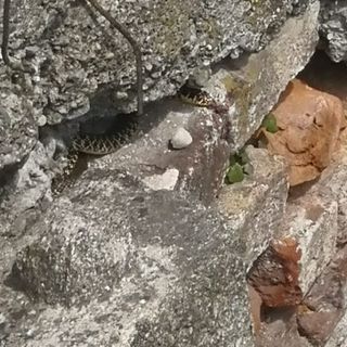 Sopralluogo serpenti Villafranca Piemonte
