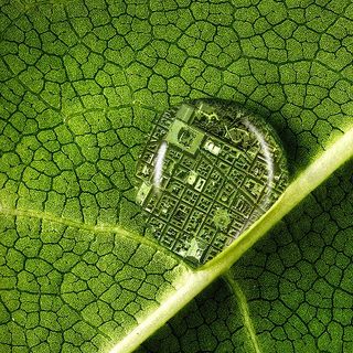 Agroinnova lancia piattaforme di approfondimento dedicate all’Anno Internazionale della Salute delle Piante