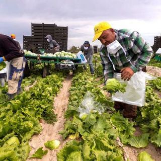 Lavoratori stagionali dell'agricoltura, dalla Regione oltre 100 mila euro ai Comuni per l’ospitalità temporanea