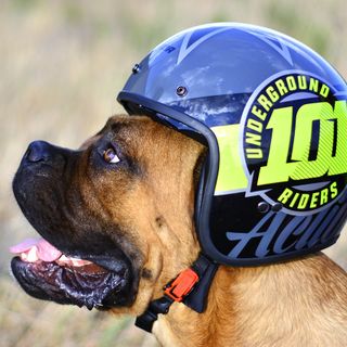 cane con un casco