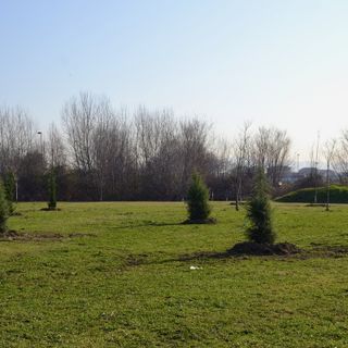 Una Grugliasco più verde: quasi 300 gli alberi piantumati a marzo