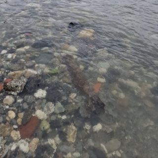 Bonifica a Torino di un ordigno risalente alla Seconda Guerra Mondiale