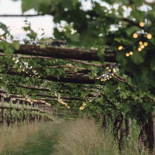 A Cuceglio, &quot;Drink more Erbaluce&quot; l'evento alla Tenuta Roletto tra vino, musica e relax tra i filari