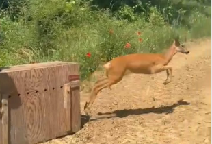 Moncalieri, femmina di capriolo salvata e rimessa in libertà
