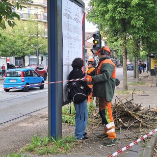Ancora proteste per il taglio degli alberi in corso Belgio
