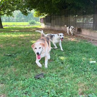 Rifugio di Cavour: emergenza operazioni per oltre 3 mila euro, servono donazioni