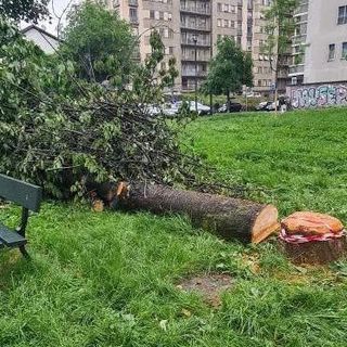 Per riparare al danno la ditta ha messo a dimora 27 nuovi esemplari