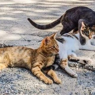 A Mirafiori Sud i gatti cercano volontari: basta un’ora (e tanto amore)