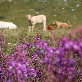 L'allarme di Coldiretti: &quot;Caldo torrido e assenza di precipitazioni mettono a rischio gli animali in alpeggio&quot;