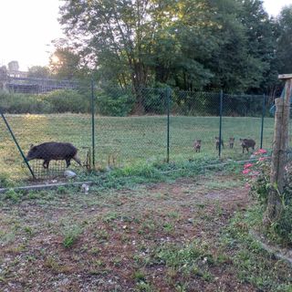 L’idea delle gabbie trappola per stanare i cinghiali dell’Arrivore