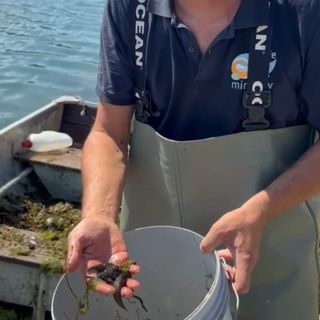 Operazione di pulizia dai rifiuti lungo il Po: recuperati anche pesci siluro