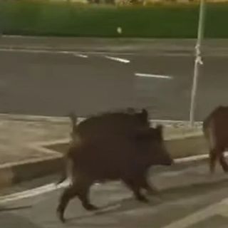 Cinghiali a Mirafiori, la Regione propone l'abbattimento: "È l'unico strumento"