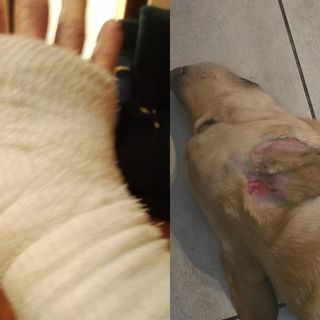 A sinistra la mano fasciata del pensionato, a destra il cane dell'uomo ferito A sinistra la mano fasciata del pensionato, a destra il cane dell'uomo ferito