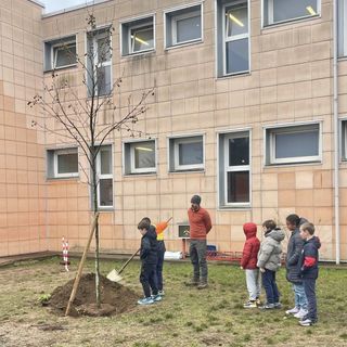 Un nuovo albero per la scuola primaria Anna Frank di Druento