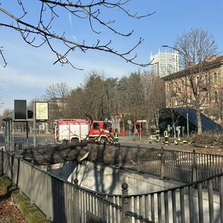 L'albero caduto in corso Stati Uniti