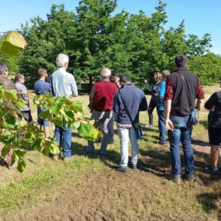 A Nichelino un progetto per adottare 100 piante da frutto (foto d'archivio)