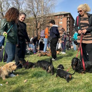 Torino invasa dai bassotti: oltre 1000 partecipanti per una Sausage Walk Italia da record