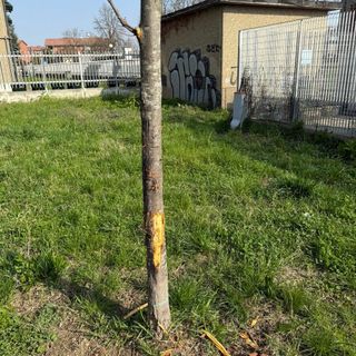 I giardini in cui si è verificata l'aggressione