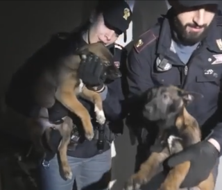 I cuccioli rinchiusi tra i rifiuti messi in salvo dalla Polizia