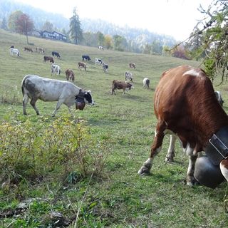 Pascolamento in quota: dalla Regione Piemonte: arriva la proroga fino al 15 novembre 2020