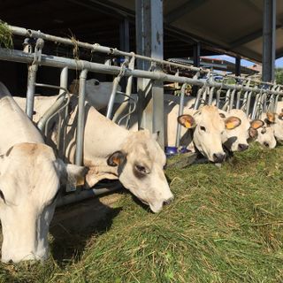 Coldiretti: &quot;Sulla carne bovina, vergognose le speculazioni di alcuni gruppi di macellazione&quot;