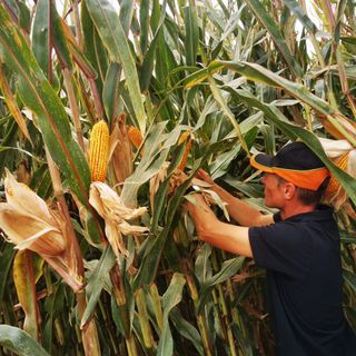 Nuove tecniche di coltivazione di mais e soia alla Fondazione Podere Pignatelli