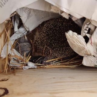 Femmina di riccio salvata dal cantiere di via Druento partorisce sette cuccioli