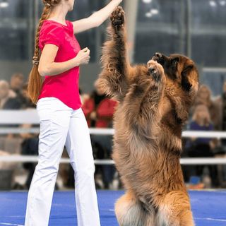 dog dance