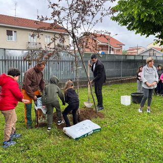 Grugliasco più green: piantumato un melo nel giardino della scuola primaria King
