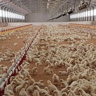 Coldiretti Piemonte: &quot;Sempre in allerta a monitorare gli scambi commerciali per smascherare frodi&quot;