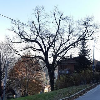 Albero abbattuto Cavoretto
